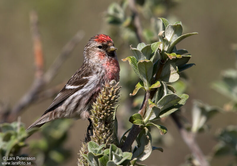 Common Redpoll