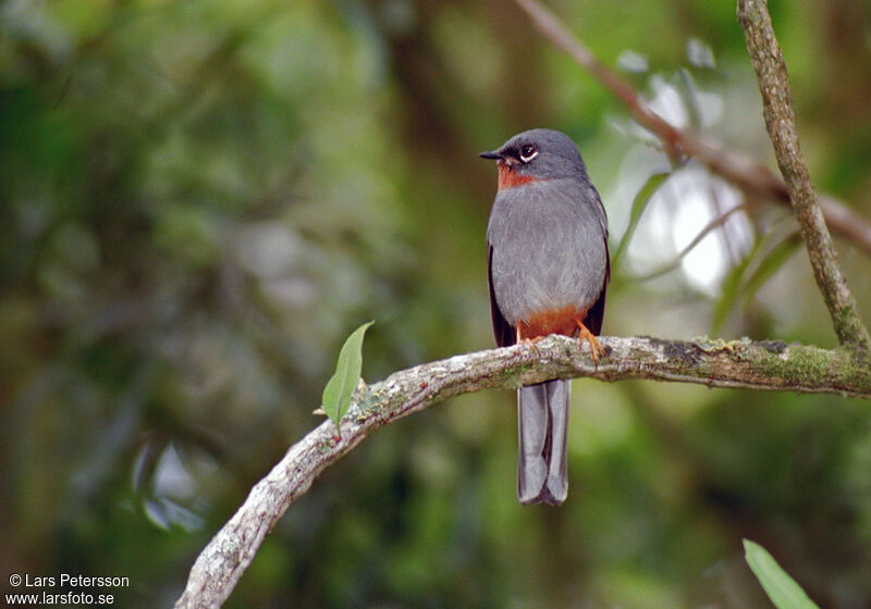 Rufous-throated Solitaire