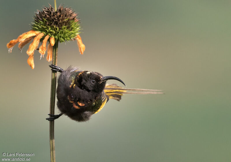 Golden-winged Sunbird