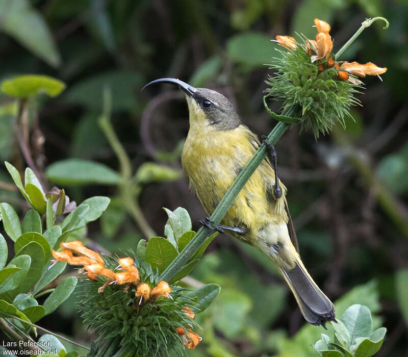 Souimanga à ailes dorées femelle adulte, mange