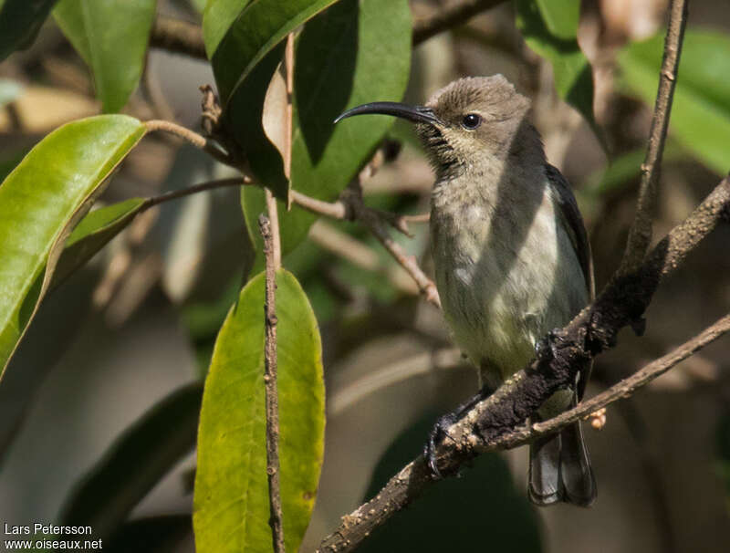 Red-chested Sunbird female adult, identification