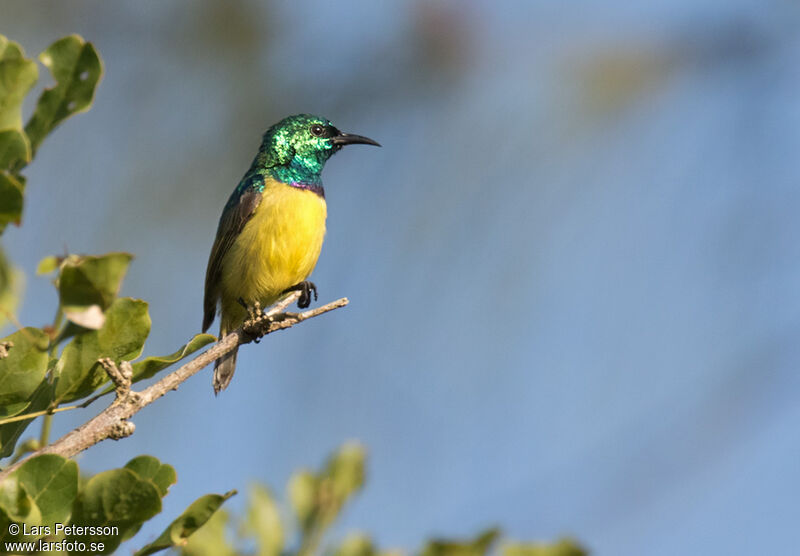 Collared Sunbird