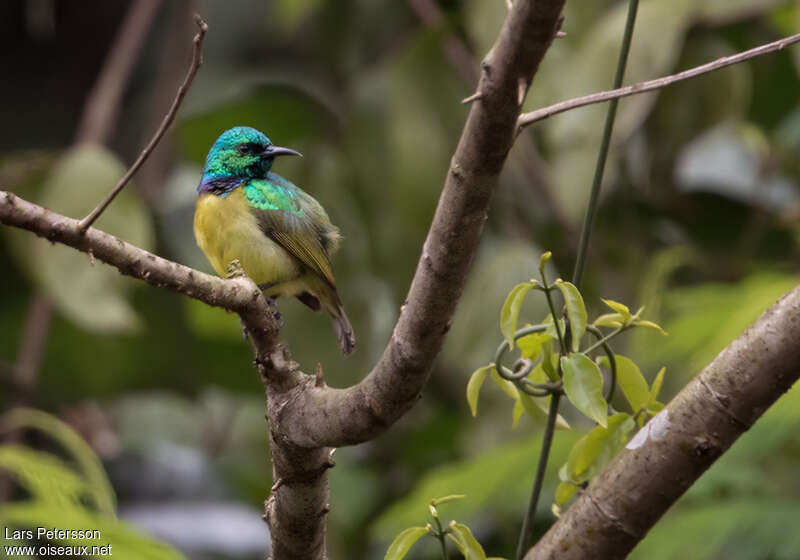 Collared Sunbird male adult, habitat, pigmentation