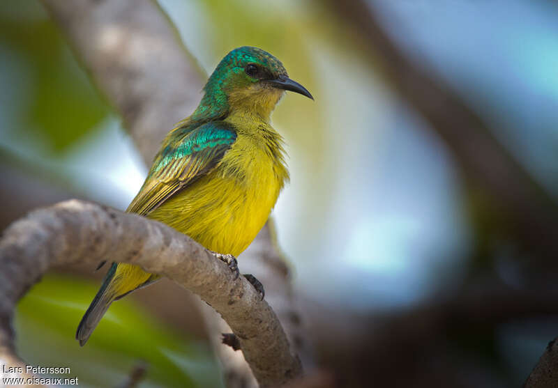 Collared Sunbird female adult, identification