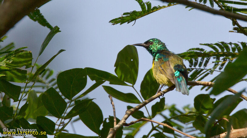 Collared Sunbird