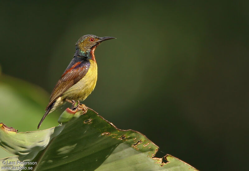 Brown-throated Sunbird