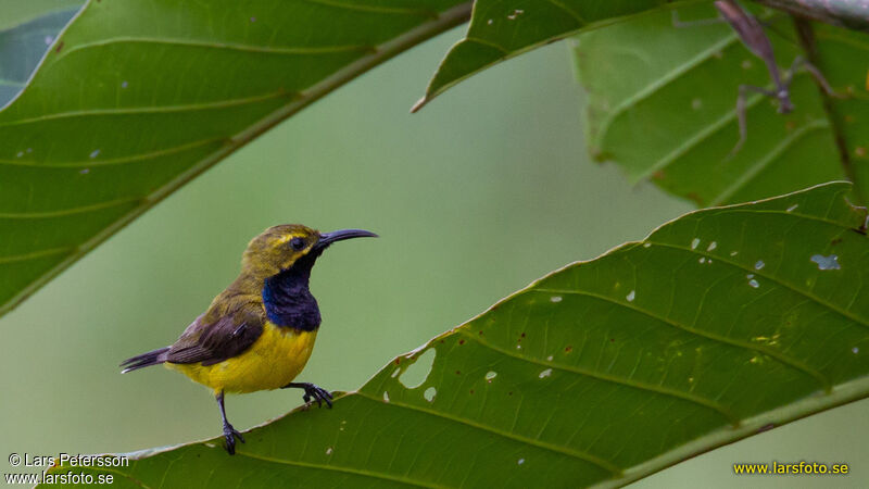 Sahul Sunbird