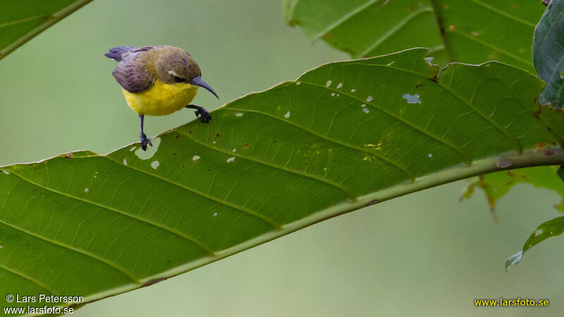 Sahul Sunbird