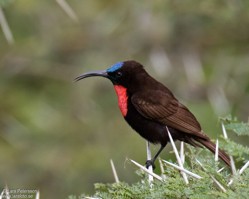 Scarlet-chested Sunbird