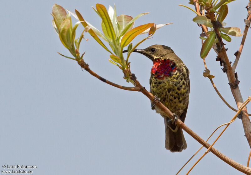 Scarlet-chested Sunbird