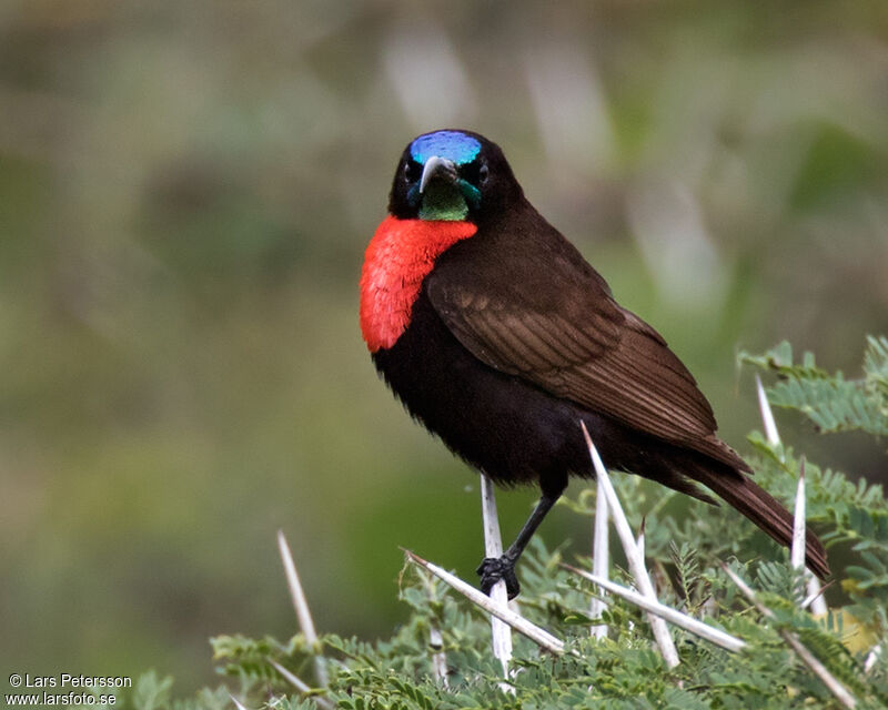 Scarlet-chested Sunbird