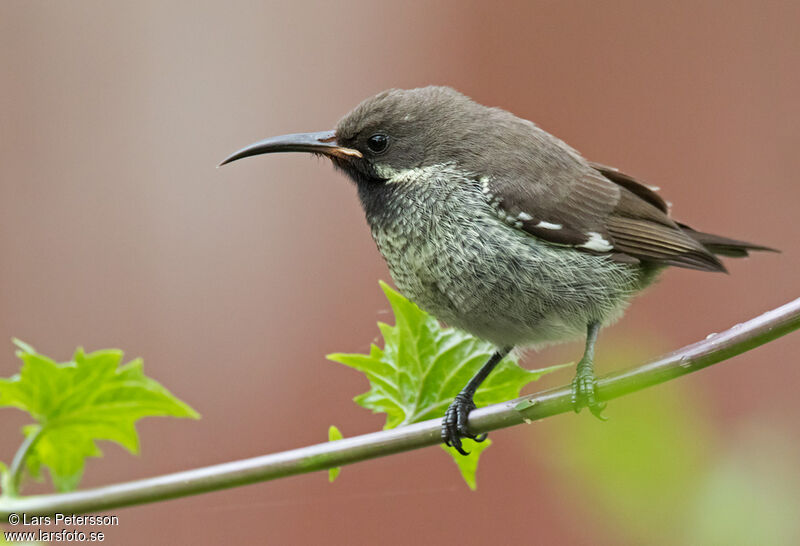 Scarlet-chested Sunbird