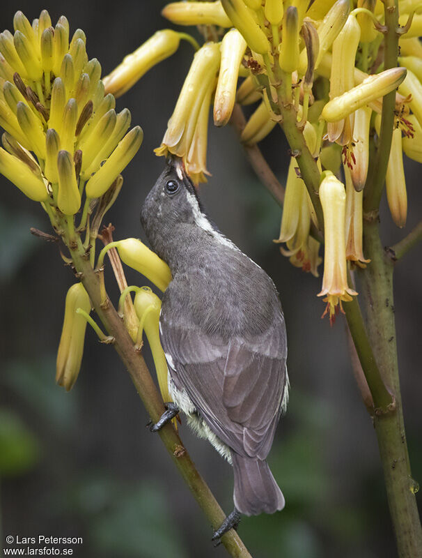 Scarlet-chested Sunbird