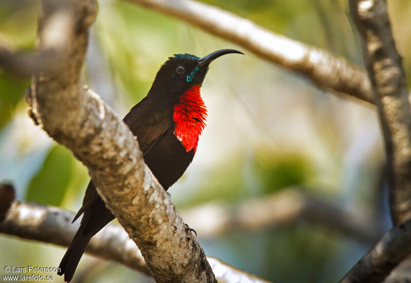 Scarlet-chested Sunbird