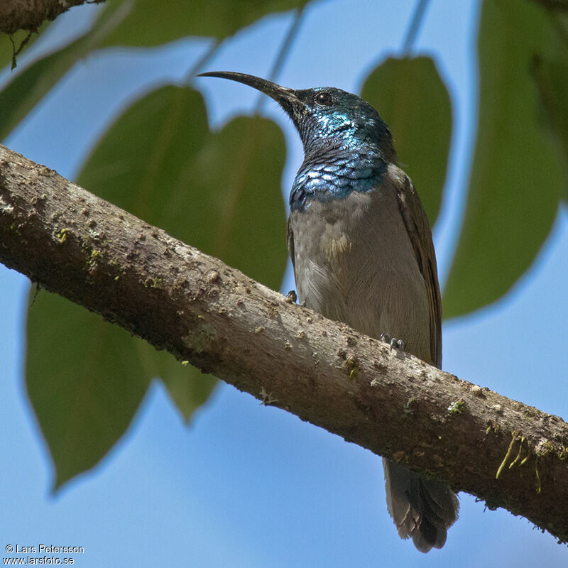 Green-headed Sunbird