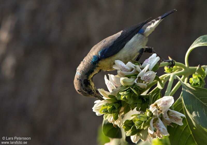 Purple Sunbird