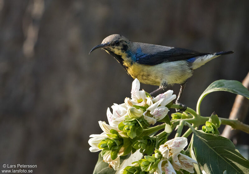 Purple Sunbird