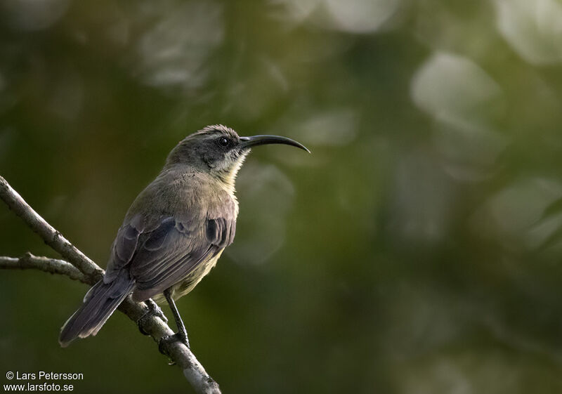 Bronzy Sunbird