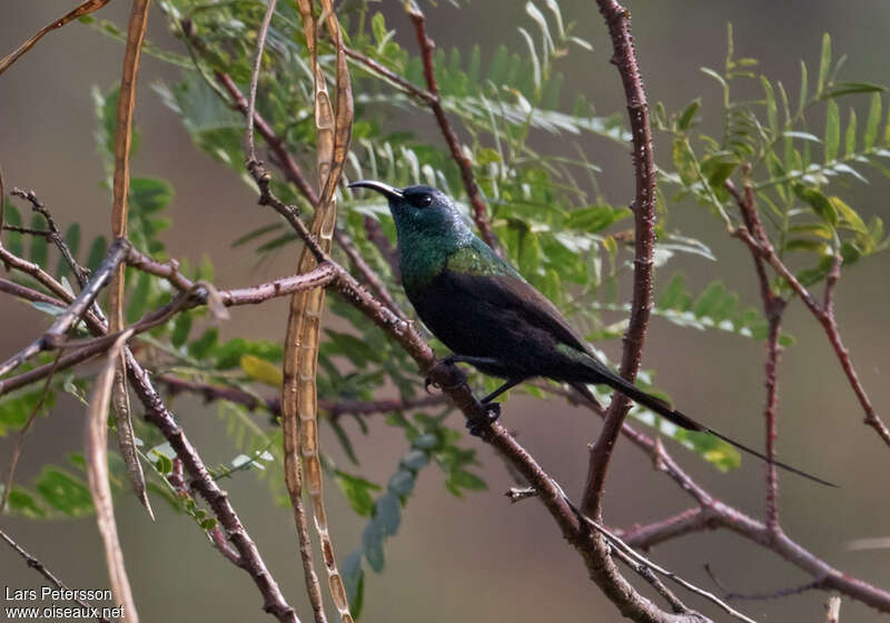 Souimanga bronzé mâle adulte, habitat, pigmentation