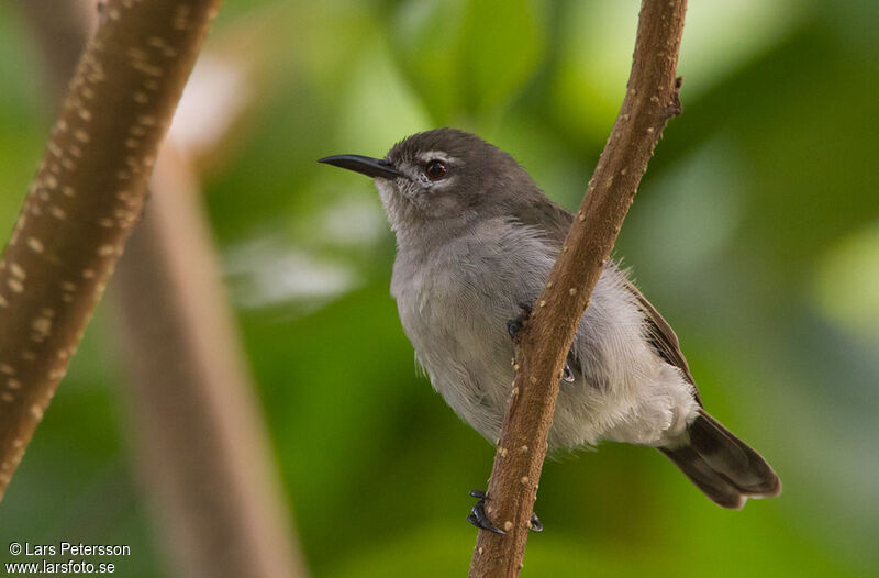 Mangrove Sunbird