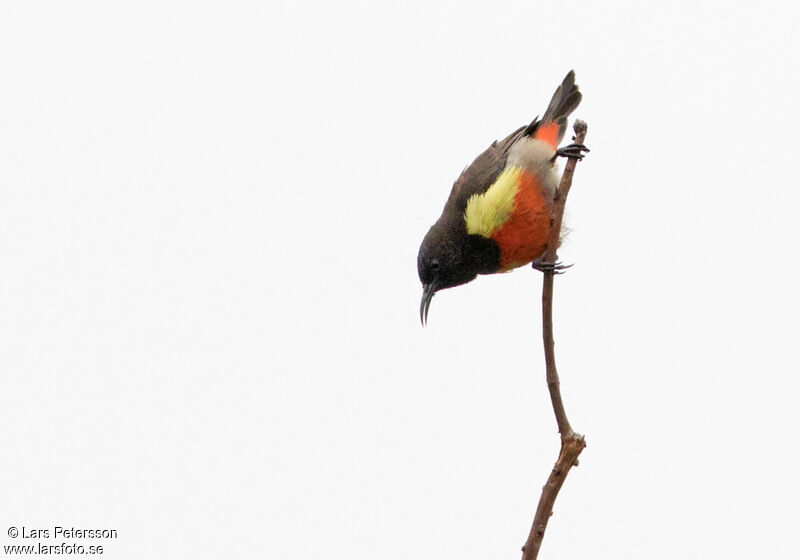 Anchieta's Sunbird