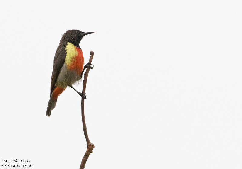 Anchieta's Sunbirdadult, identification