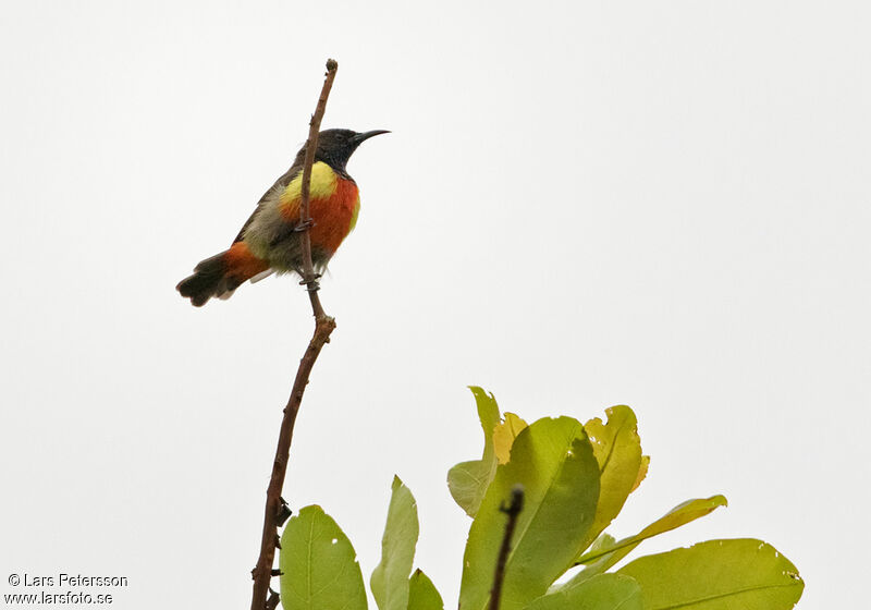 Anchieta's Sunbird