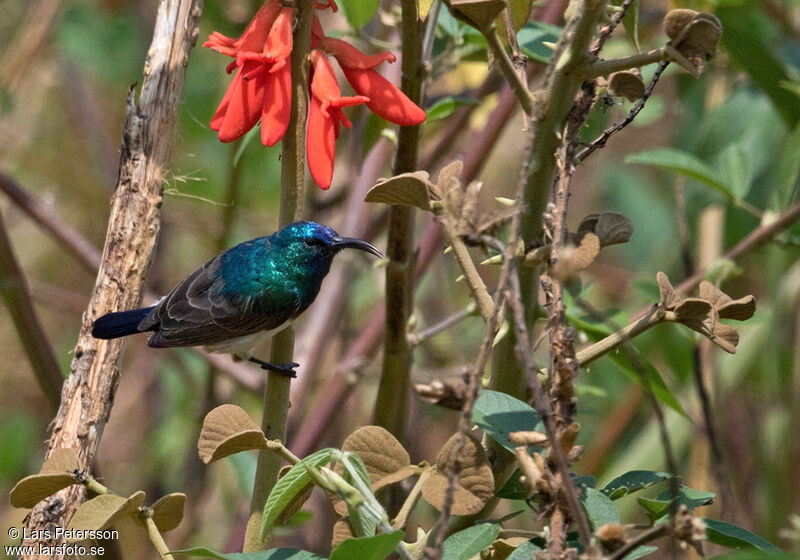 Oustalet's Sunbird