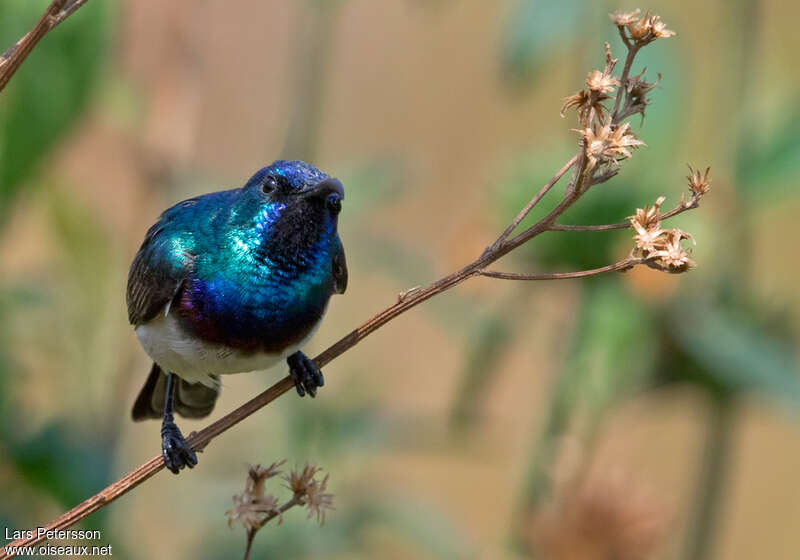 Oustalet's Sunbird male adult, aspect