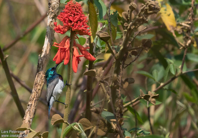 Souimanga d'Oustalet mâle, identification