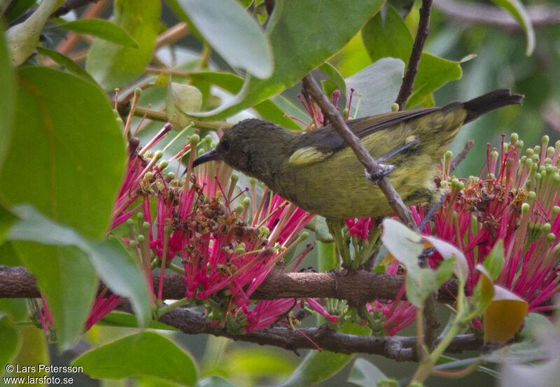 Orange-tufted Sunbird