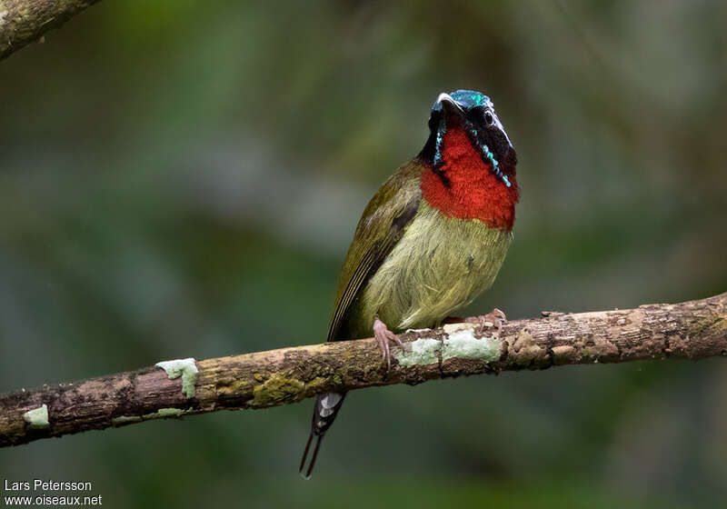 Fork-tailed Sunbird male adult, close-up portrait