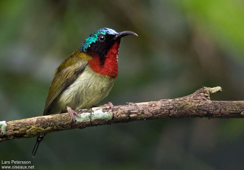 Fork-tailed Sunbirdadult, identification