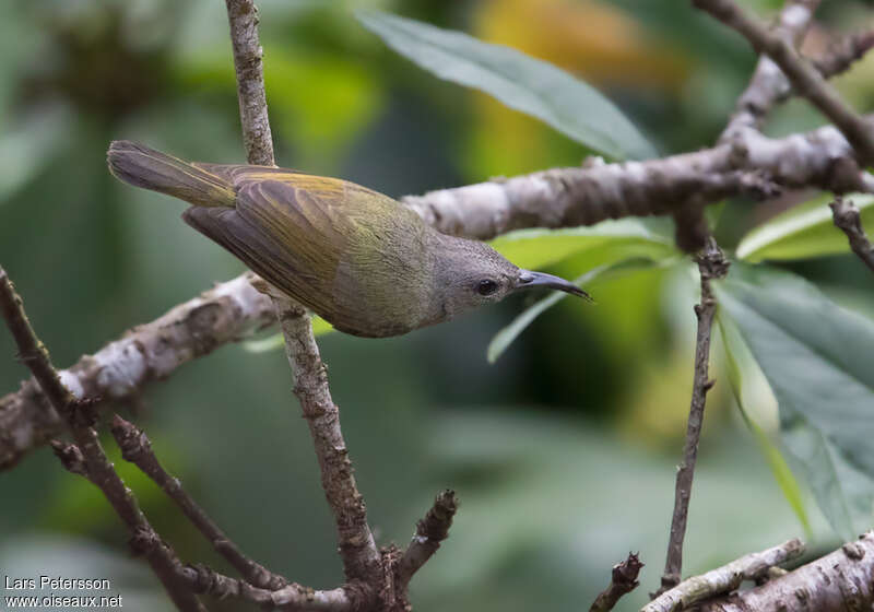 Souimanga de Gould femelle adulte, identification