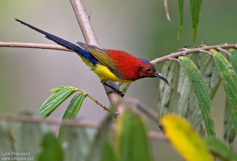 Souimanga de Gould mâle adulte, identification