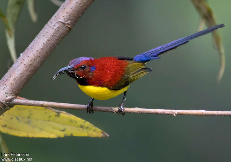 Souimanga de Gould mâle adulte nuptial, mange