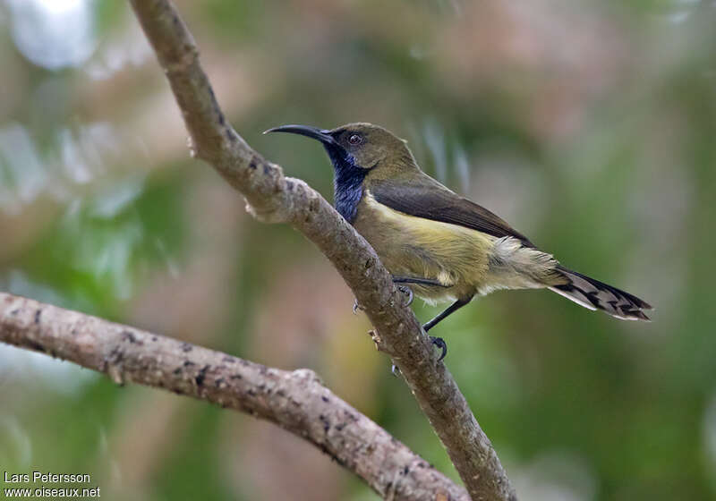 Souimanga de Hartlaub mâle adulte, identification