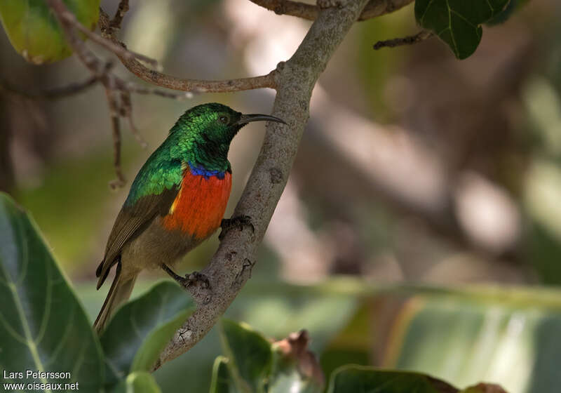 Souimanga de l'Angola mâle adulte, identification