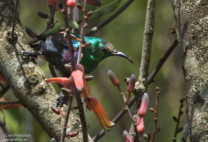 Marico Sunbird