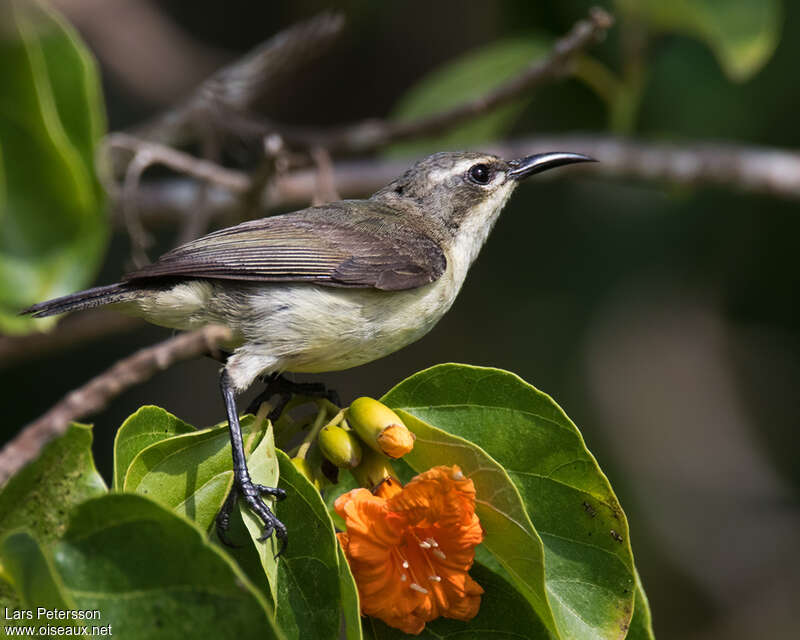 Souimanga de Pemba femelle adulte, identification