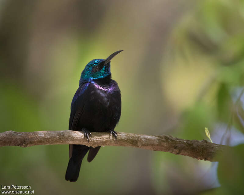 Pemba Sunbird male adult, identification