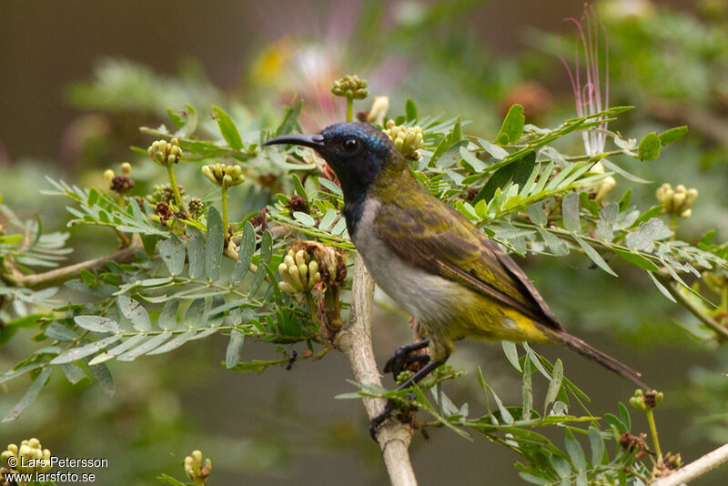 Reichenbach's Sunbird