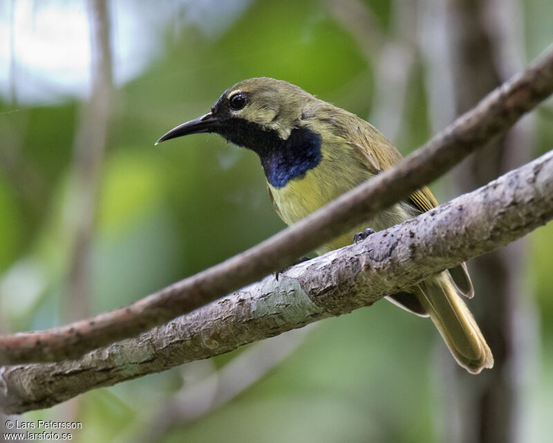 Plain-backed Sunbird