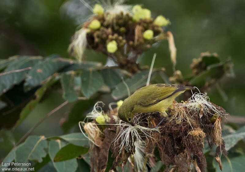 Little Green Sunbirdadult, feeding habits