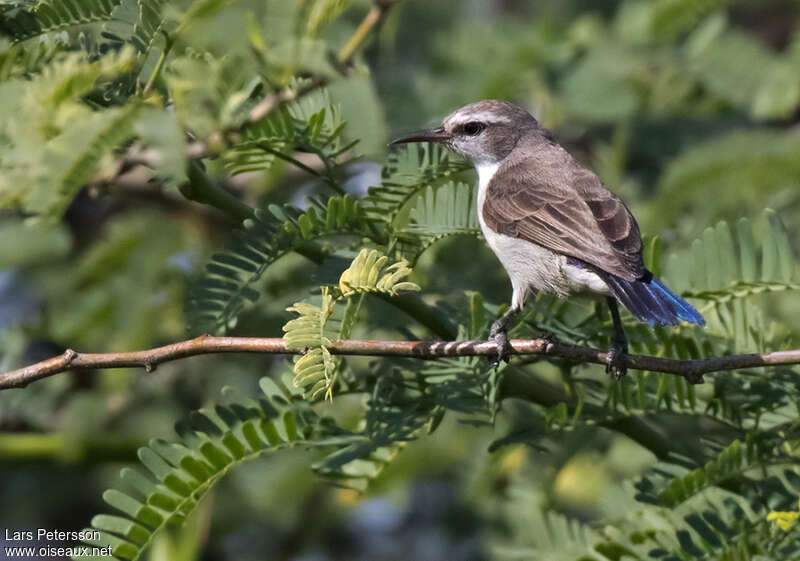 Eastern Violet-backed Sunbird female adult, pigmentation