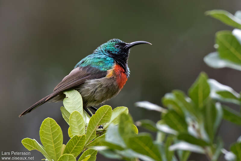 Souimanga du Kilimandjaro mâle adulte, identification