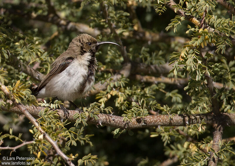 Dusky Sunbird