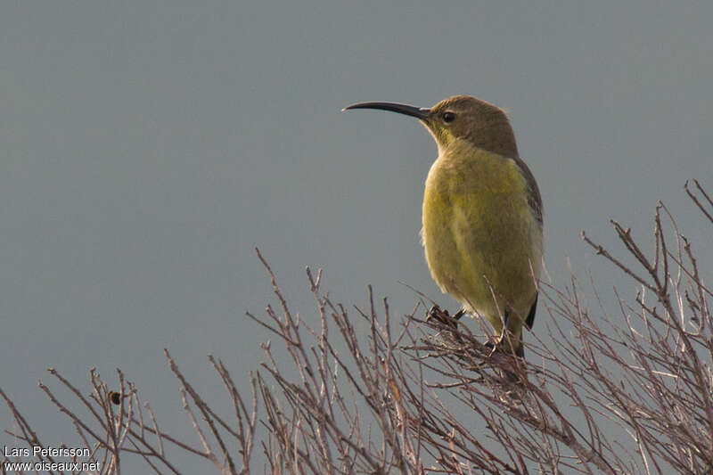 Malachite Sunbirdjuvenile, identification