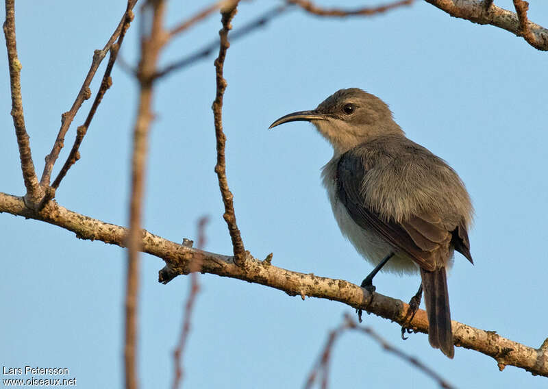 Souimanga murinadulte, identification