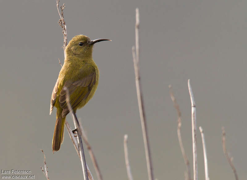 Orange-breasted Sunbird female adult